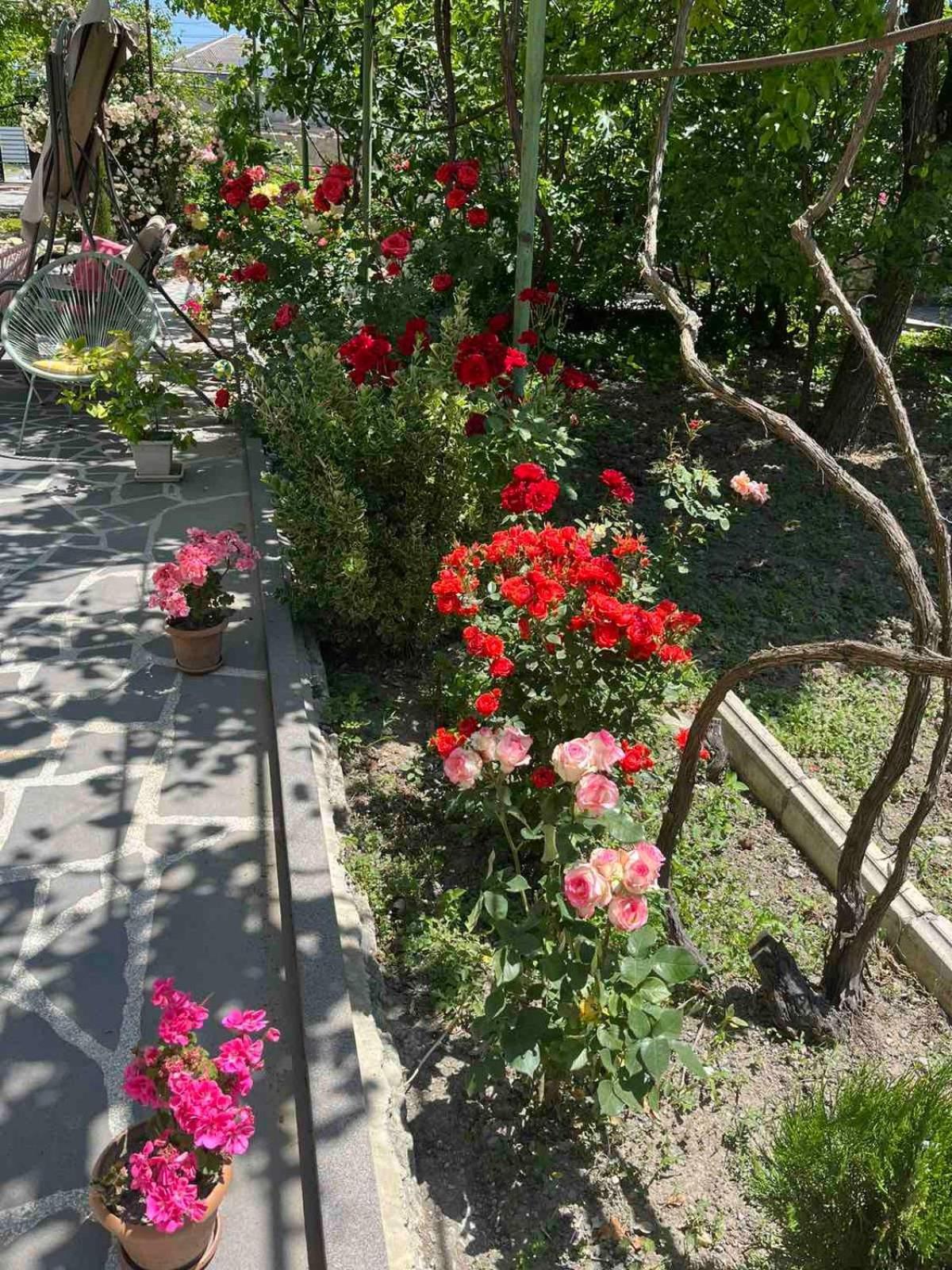 غوري Ekas Rosengarten المظهر الخارجي الصورة